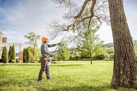 Best Fruit Tree Pruning  in Stockton, IL