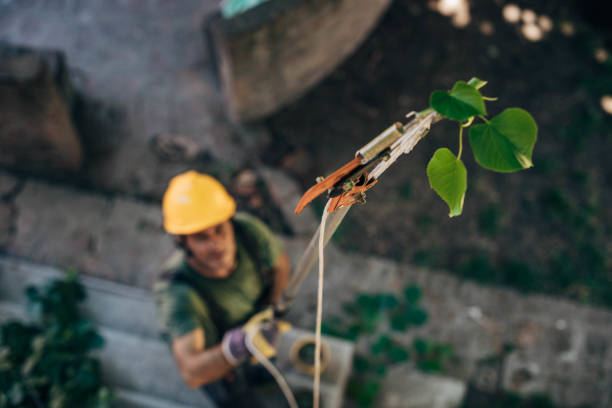 Best Leaf Removal  in Stockton, IL