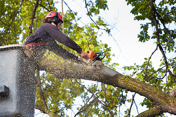 Best Palm Tree Trimming  in Stockton, IL