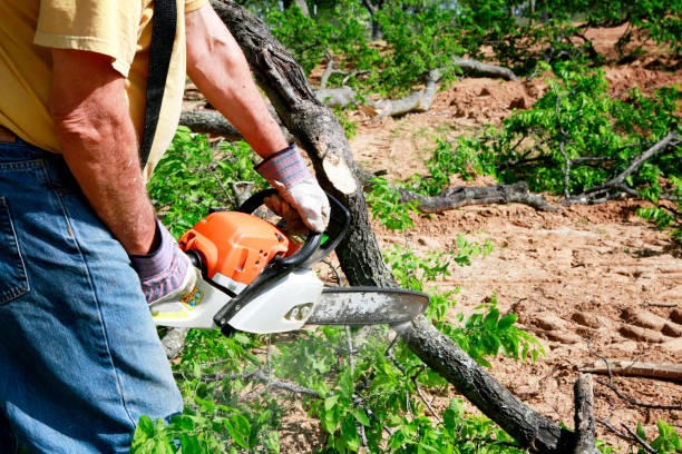 Best Tree Trimming and Pruning  in Stockton, IL